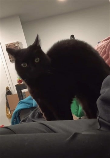 Understanding Cat Behavior: Lap Stealing Explained