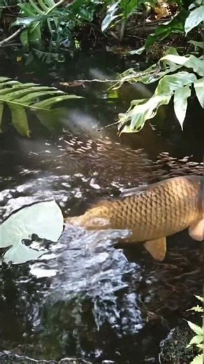 COMMON CARP 🐟🏞️