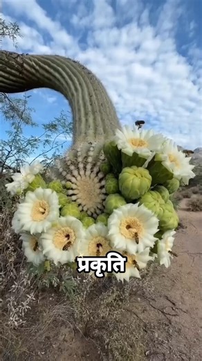 These Alien-Looking flowers actually exists on earth 🌍🌷🌺|#shorts#flowers#plants