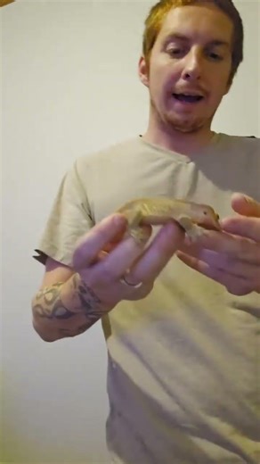 Crested gecko fun facts! #gecko #reptile #crestedgecko #reptilekeeper