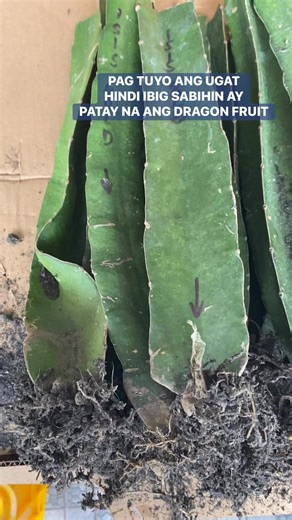 Victoria Farm on Reels