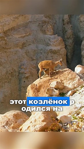 #fyp #wildlife #nature #animal