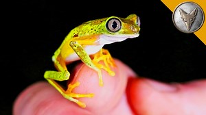 33K views · 756 reactions | Presenting the Lemur Leaf Frog, one of the RAREST frogs on earth! #bravewilderness | Coyote Peterson | Facebook