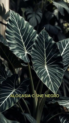 5 Plants That Will Transform Your Living Room into a Garden