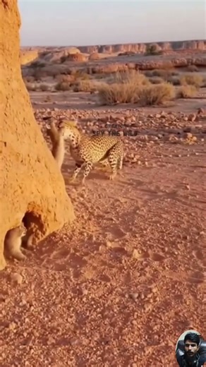 How One Brave Cat Faced a Powerful Cheetah to Save Her Helpless Pups