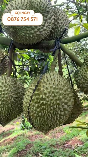 Phân Bón Hữu Cơ NPK 3 Số Cân Bằng