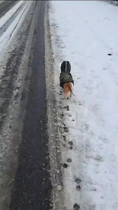 12K views · 273 reactions | Running home because its so cold outside... •⁣⁣⁣⁣⁣⁣⁣⁣⁣⁣⁣⁣⁣⁣⁣⁣⁣⁣⁣⁣⁣⁣⁣⁣⁣⁣⁣⁣⁣⁣⁣⁣⁣⁣⁣⁣⁣⁣⁣⁣⁣⁣  @polly.the.terriergirl #jackrussell | Jack Russell Lovers | Facebook