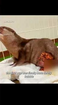 The mother otter is going through a painful labor, while her mate is shelling pine nuts. #animals