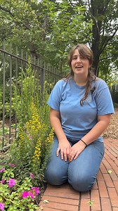 Expert Insights🌾: Alex Faidiga, Plant Recorder - The rare and beautiful dusty goldenrod (Solidago puberula) is blooming at the Cleveland Botanical Garden! For the past several years, HF&G staff have partnered with West Creek Conservancy and the Friends of Euclid Creek to collect seeds from the only known population of dusty goldenrod in the state of Ohio, the Dusty Goldenrod Preserve in Highland Heights. These seeds were grown into plants in our nursery, some of which were planted back into the