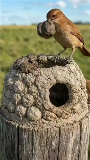 😮Look what a magnificent home the bird has built..#shorts #shortvideo #shortsvideo #youtubeshorts
