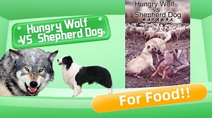 567K views · 3.2K reactions | A hungry wolf breaks into the pasture to taste the lamb, the sheepdog catches it and a battle for survival is about to begin #Qinghai #Wildlife #Wolf #Sheepdog #青海 #野生动物 #狼 #牧羊犬 | Chaka Yak | Facebook