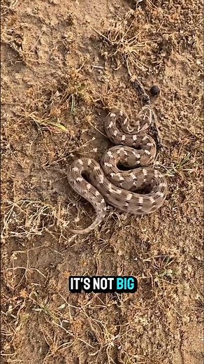 🐍 The Silent Killer: Saw-scaled viper #animals #wildlife #facts #snake #australia