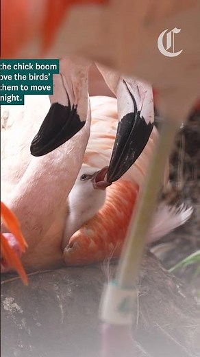 S.F. Zoo welcomes newborn flamingos