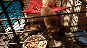 78 reactions · 22 comments | Exploding Fish's Rat Mischief Official Fanpage on Reels | Facebook