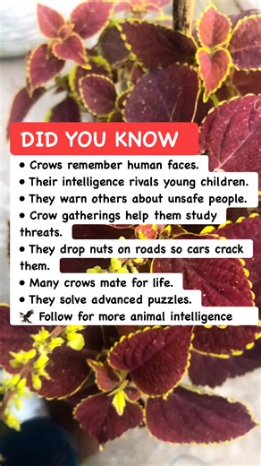 7 Genius Tricks Crows Use to Outsmart You#CrowIntelligence #BirdFacts #AnimalSmartness | World Of Animals