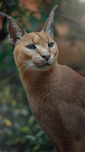 107K views · 8.5K reactions | Silent caracal with radar-dish ears and...