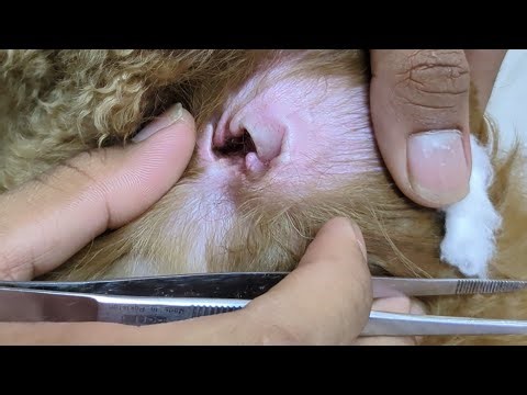 mangoworms removal puppy