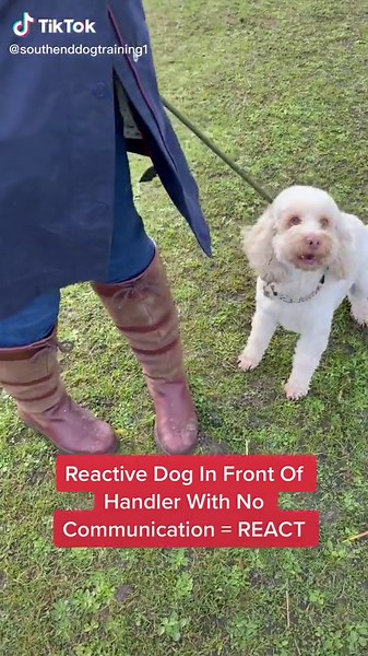 SouthendDogTraining on TikTok