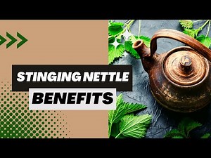 Stinging nettle benefits