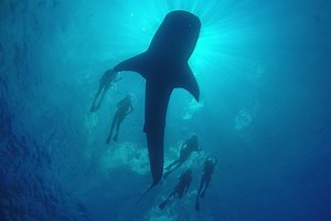 10 things you should know about swimming with whale sharks