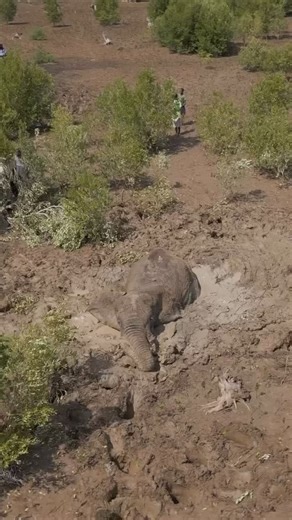 A miraculous rescue by the incredible team @sheldricktrust ! We’re proud to donate 💯% of our proceeds to this lifesaving work! Repost @sheldricktrust : Four days to save a life. In one of our most challenging operations to date, teams battled time, terrain, and rising tides to pull off an extraordinary rescue mission. As we bid farewell to 2025 and welcome a new year, we’re revisiting top moments from the past 12 months — successes made possible thanks to your support. This operation, from Augu