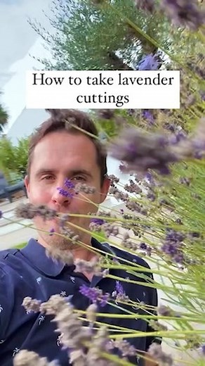 Michael Griffiths on Instagram: "How to take semi ripe lavender cuttings. Taking lavender cuttings in summer is great as they root easily and will provide you with lots of new plants for free."