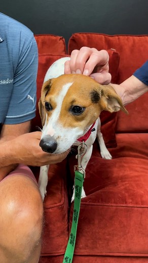 Meet Captain! Our Pet of the Week from Big Dog Ranch Rescue! Captain is a 1-year-old Beagle/Foxhound mix who was rescued from Miami Dade. He is eager to learn and loves to sniff around on walks. Please help us find him a furever home! #AdoptDontShop #Beagle #Foxhound #PetAdoption #DogAdoption | KOOL 105.5