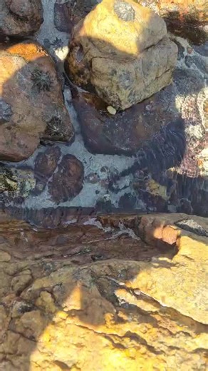 Exploring South Africa's Majestic Octopus Wildlife