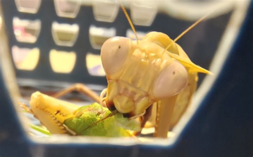 塔摩螳Tamolanica sp.雌性成虫捕食螽斯