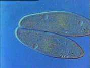 La Paramécie - Morphologie et biologie | Canal U