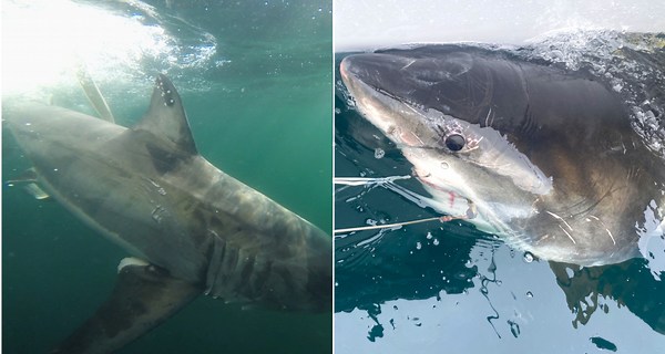 2 huge white sharks lurk off NC coast near Emerald Isle and Hatteras Island