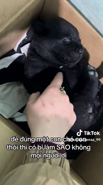 Chó Đẻ 1 Con: Những Điều Cần Biết và Chăm Sóc