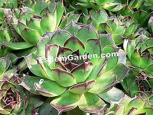 Cómo Plantar Y Multiplicar Rudbeckia? 🌿 Todo Sobre Jardinería Y Diseño De Jardines - 2025