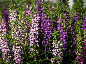 How To Grow Angelonia - Bunnings Australia