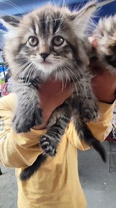 6 TOES Maine Coon! Rare ito! Polydactyl Maine Coon ni Boss Nong 😱🫣🥰👌💯 #cat #catlovers #catsofinstagram #petcare #goodvibes | TITA A's Vlog