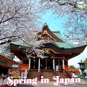 21K views · 843 reactions | Beautiful Spring in Japan ❤️ | Japan Explore | Facebook