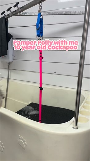 Pamper time for Polly the 10-year-old cockapoo  We used Buddycare Whitening Shampoo to brighten those whites, and Bugalugs Lavender & Chamomile to keep her feeling calm and relaxed 﫶 Finished off with a 7F tidy, Show Gear curves & Fluff thinners, and Wahl Bravura for those paw pads  Topped it all with ARTERO Flash Spray and Bugalugs Papaya & Coconut perfume — she smells divine! 便✨ #pamperedpup #dogspaday #dogbusinessuk | Alesha’s Dog PET Services | Facebook