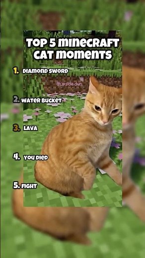 Ranking Best Minecraft Cats Moments 😂😭