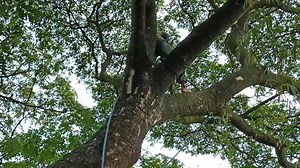 10K views · 159 reactions | Primitive skills !! Cut and load the trembesi tree. | Annie | Facebook