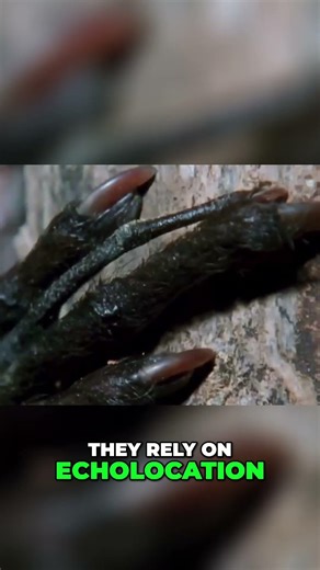 Aye-Aye: The CREEPY Monkey That EATS Like A Rodent! #shorts