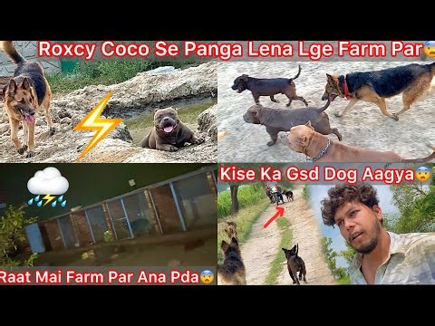 Finally Chori Hua Pigeons Mil Gye😍|| Farm K Bhar Kise Ka Gsd Dog Aagya😨Mera Dogs N Dekh Liya Panga😡