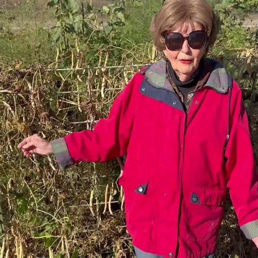 Raising Pole Beans On A Cattle Panel