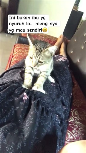 Abu tukang pijit😁#catlovers #cat #animals #kucing
