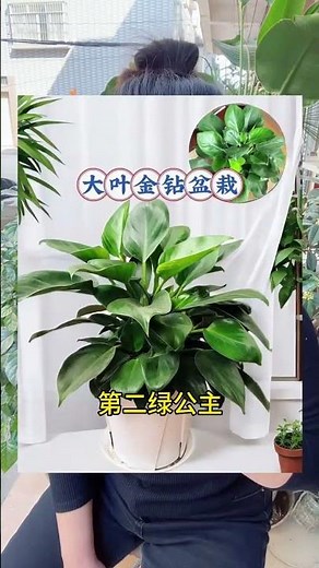 Top 10 Flower Growing Tips for Beginners