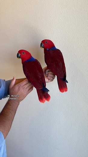 Female Solomon Island Eclectus Parrots | Smart & Beautiful Birds