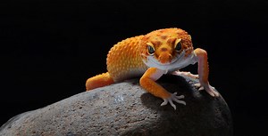 Un reptile sur cinq en danger d'extinction : les tortues et les crocodiles en première ligne