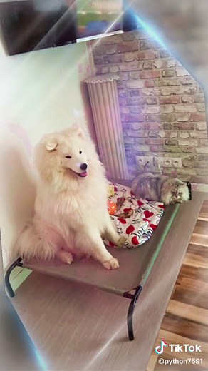 #samoyède @Lea @Marine @AnaDylan CstLps @DJ TRIS PERIA @ayko.samoyede