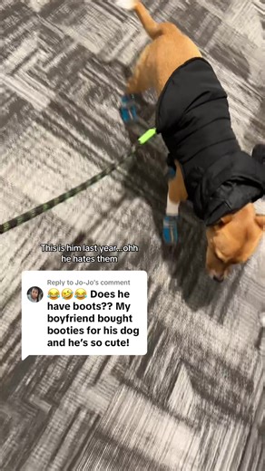 Replying to @Jo-Jo girl yeassssss and I swear he tore one up from last year cause he hated them!!! He likes being naked 😂😂 from paw to paw