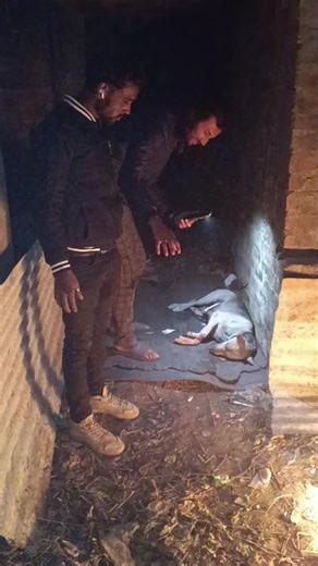 Get Well Soon: Caring for Your Sick Pet