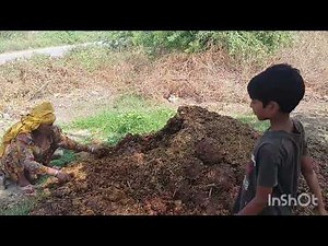 Buffalo Dung Cake Making | Traditional Village Life | Cow Dung Cakes for Cooking---